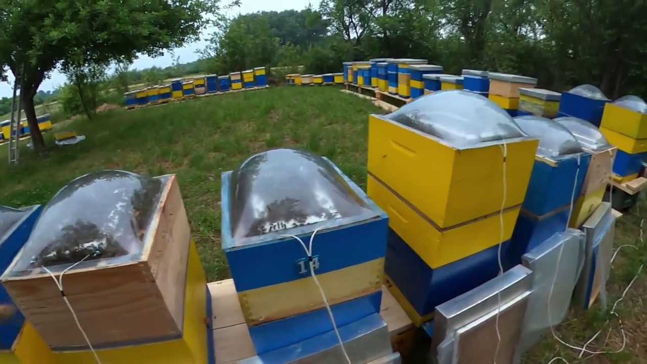 Bee Venom collecting POV