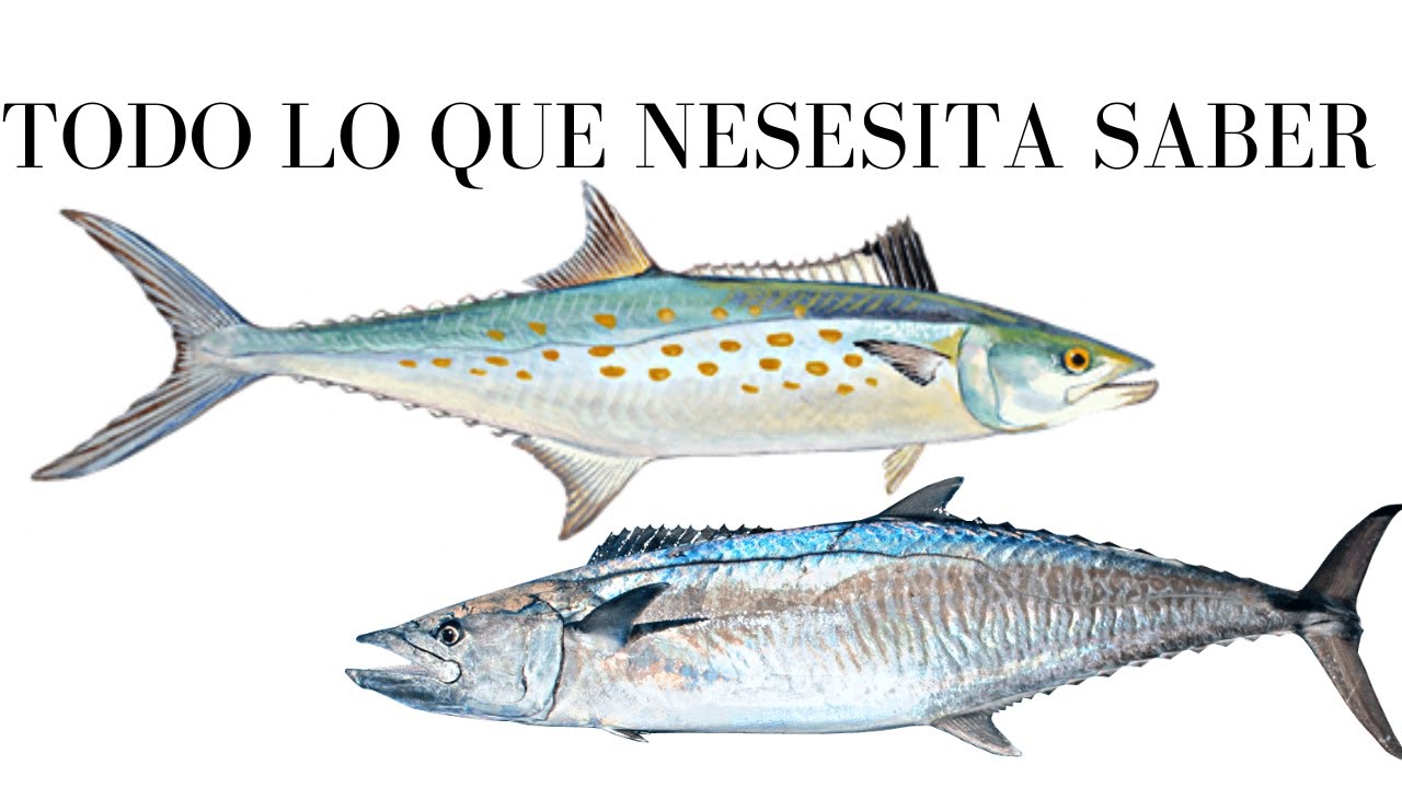 COMO PESCAR MACARELA, COMO HACER LIDER DE ACERO PARA PESCAR, TUTORIAL DE PESCA.