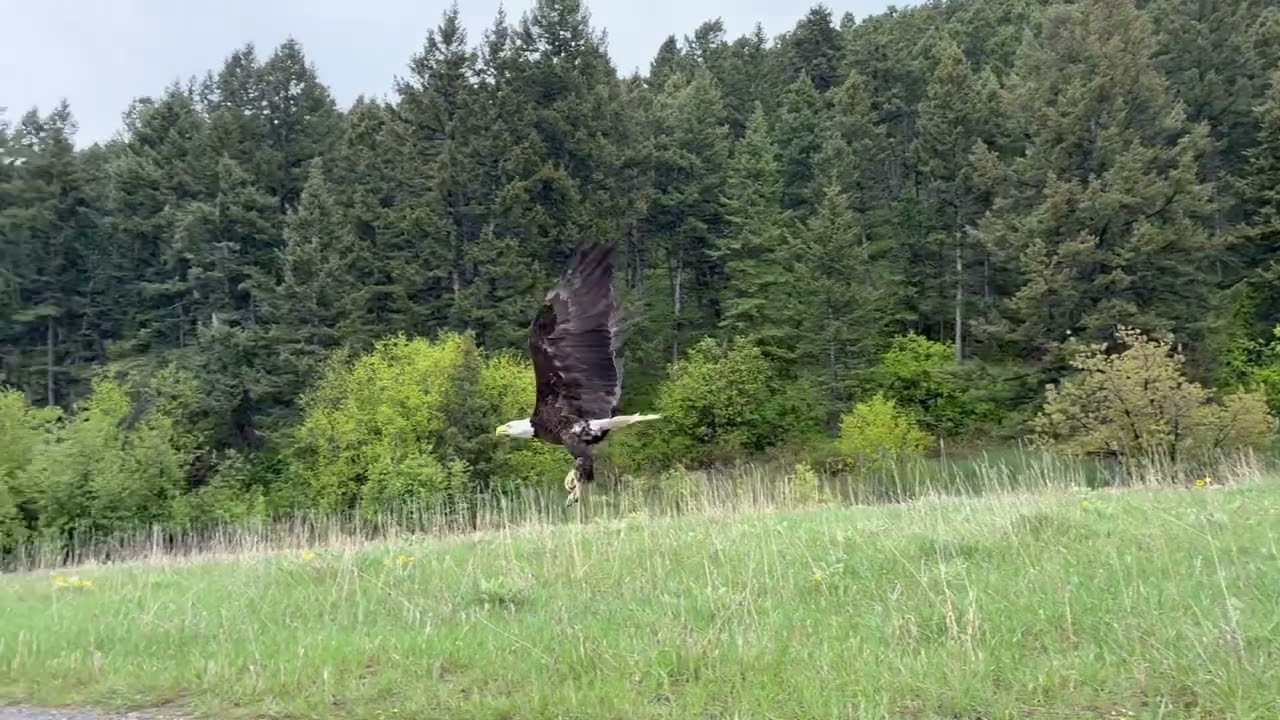 Bald Eagle 19-25 Release (19th raptor of 2025)