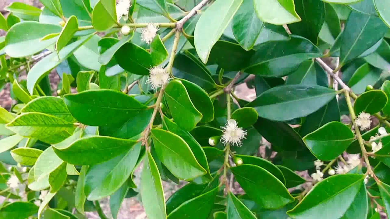 Strawberry Guava Tree starting to flower!