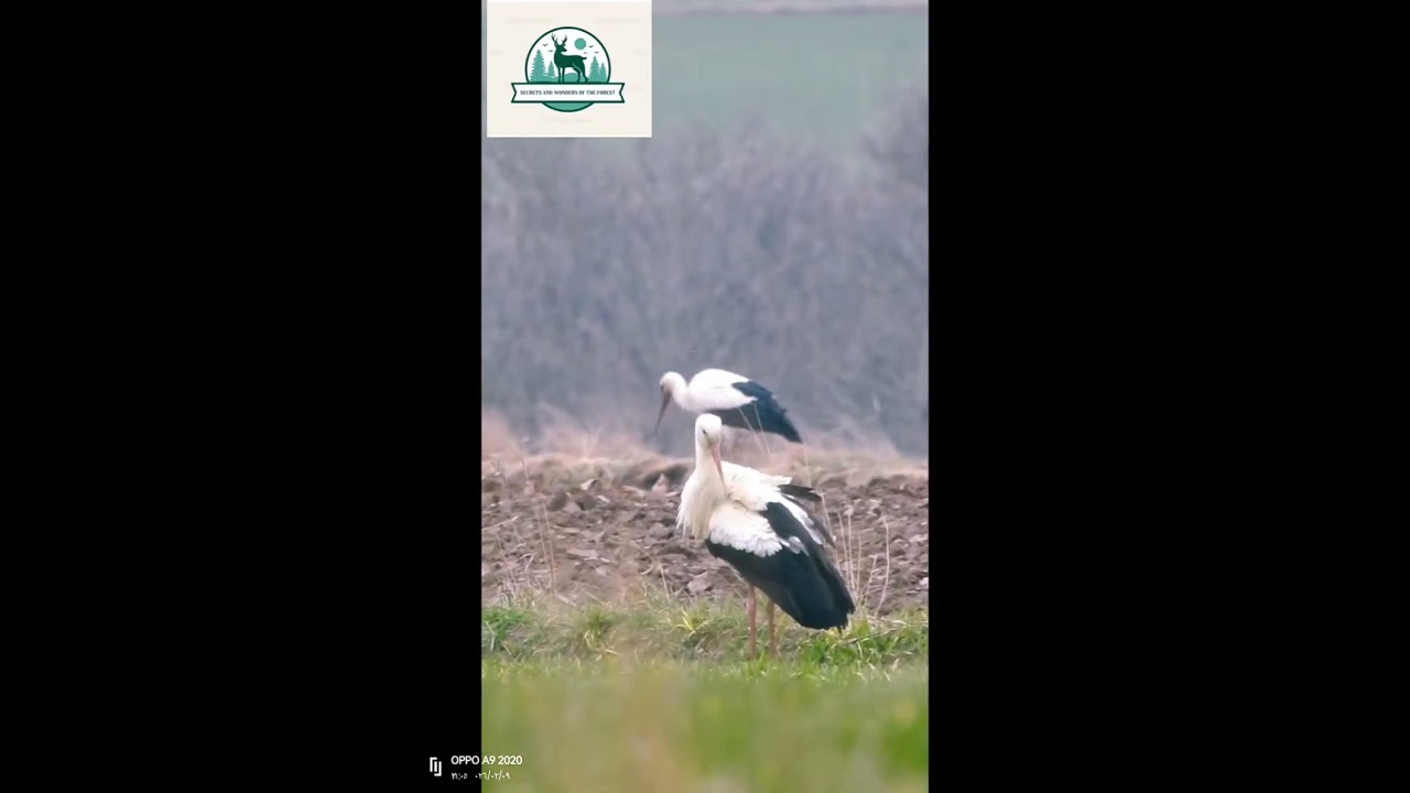 The Stork: Messenger of Spring and Secrets of Its Fascinating Life