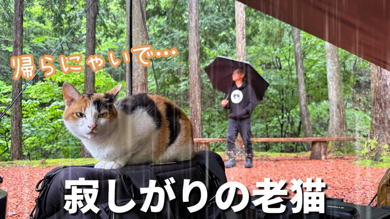 雨キャンプ中ずっと居座る猫。いざ帰ろうとすると…