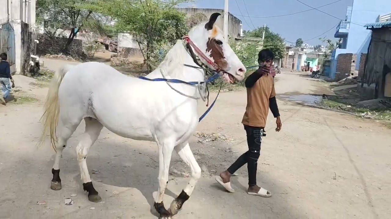 Horse vlog channel ❤️❤️❤️