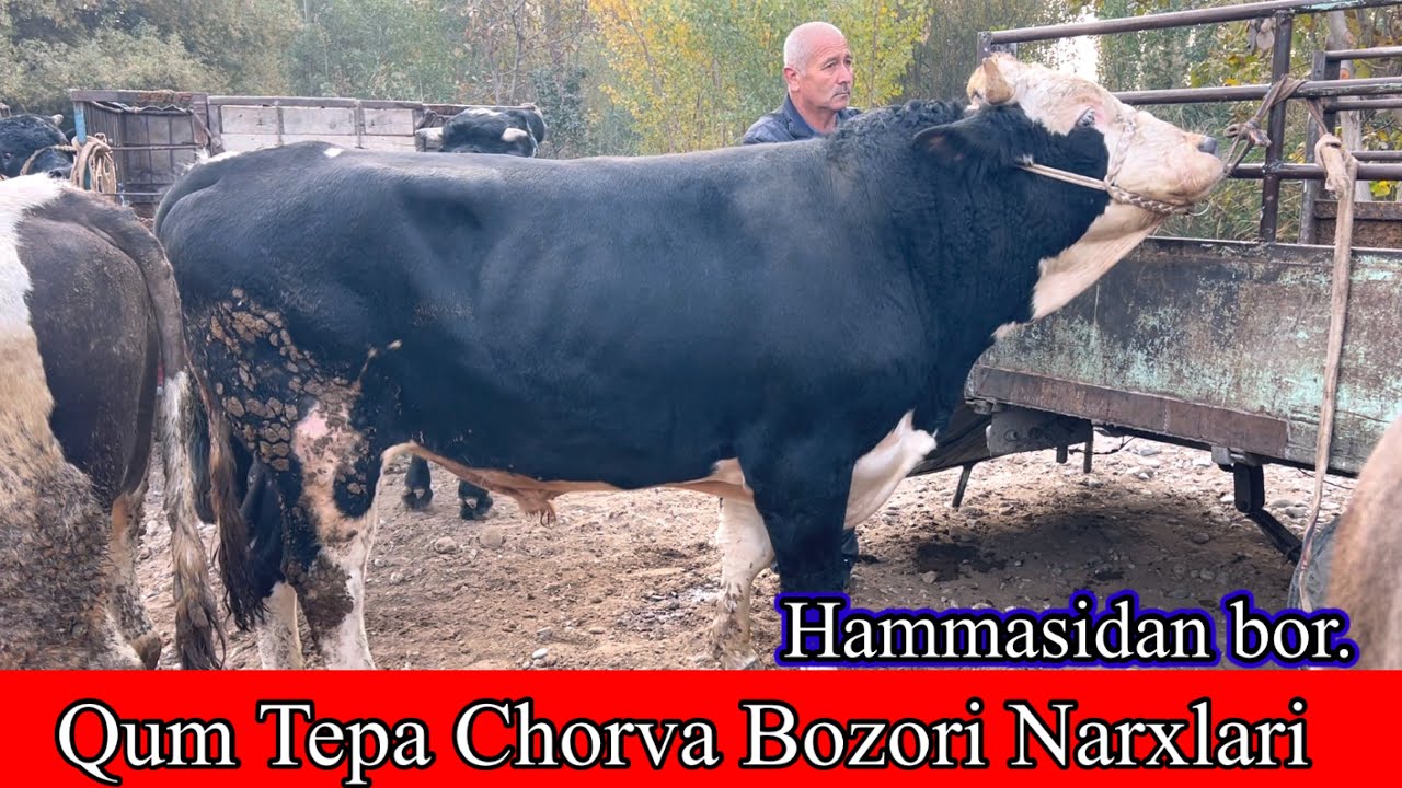 QUM TEPA CHORVA BOZORI NARXLARI. Katta Kichik Hammasidan bor,23 October 2025