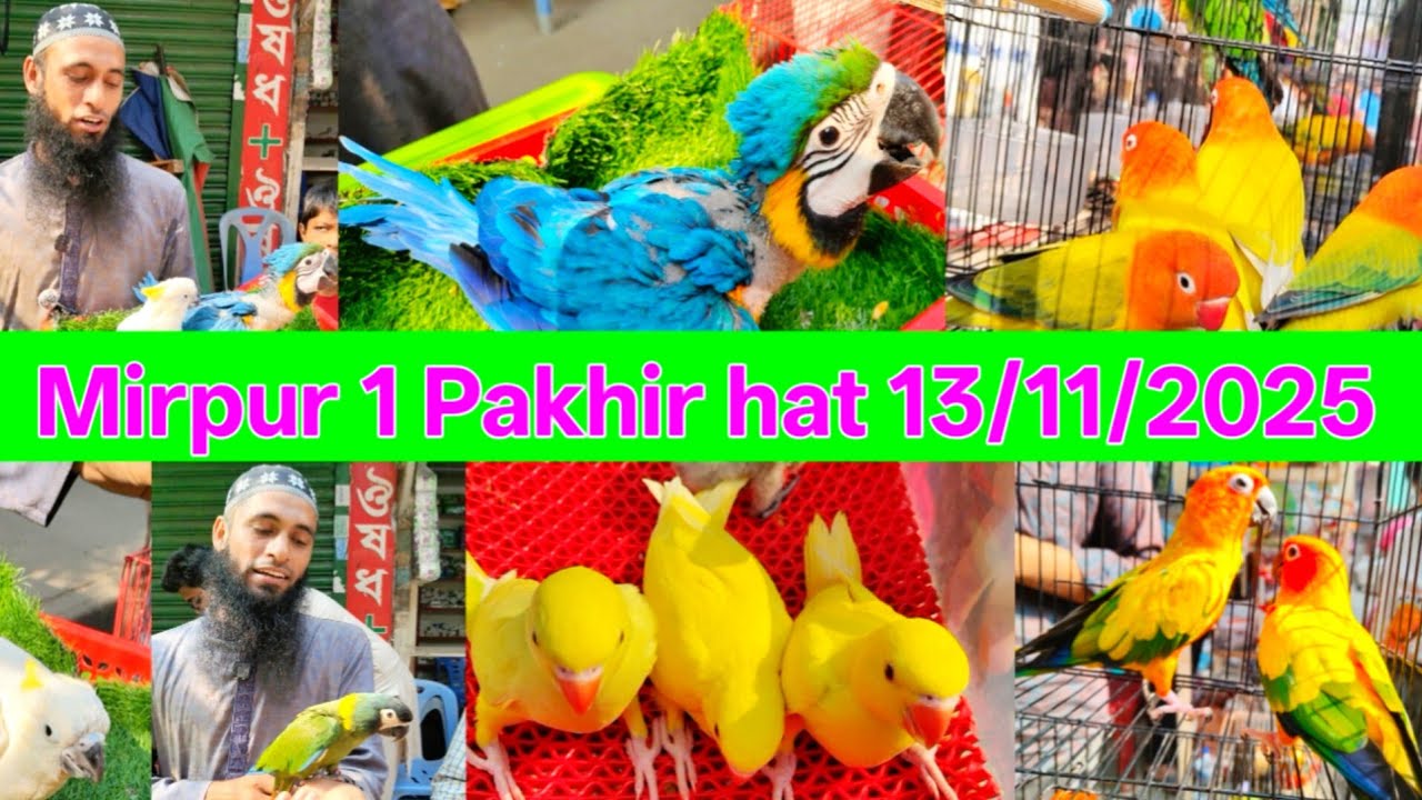 Mirpur 1 Pakhir hat 13/11/2025 | Mirpur 1 Pakhir hat |Mirpur 1 Bird Market | Pakhir hat |Exotic Bird