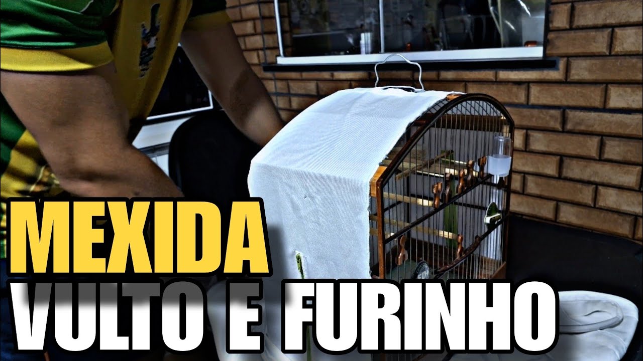 mexida INICIAL para coleiro de POUCA FÊMEA.