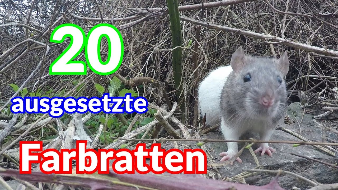 Ausgesetzte Ratten - Tiernotruf #70