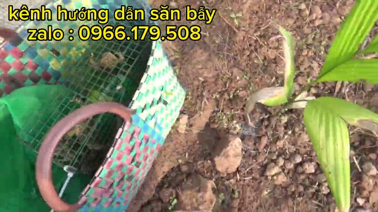 mẫu lờ đơm rắn loại 1 cửa v&agrave; 2 cửa. hướng dẫn c&aacute;ch đặt lờ