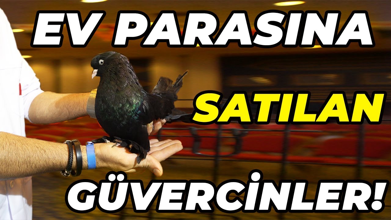 Türkiye'nin En Büyük Şebap Güvercini Yarışması! - Şebap Güvercin Fedarasyonu
