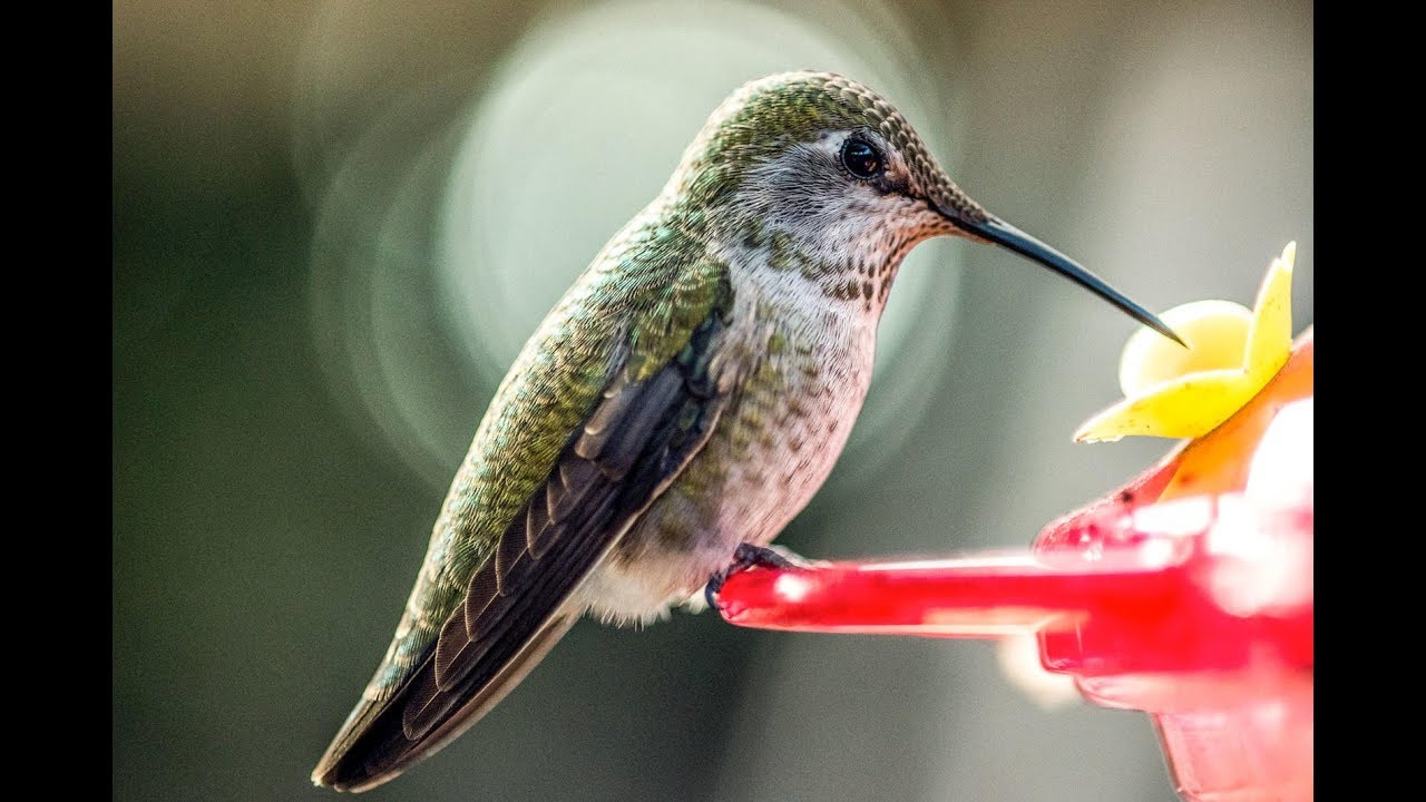 Fueling the Hummingbird&rsquo;s Extreme Biology