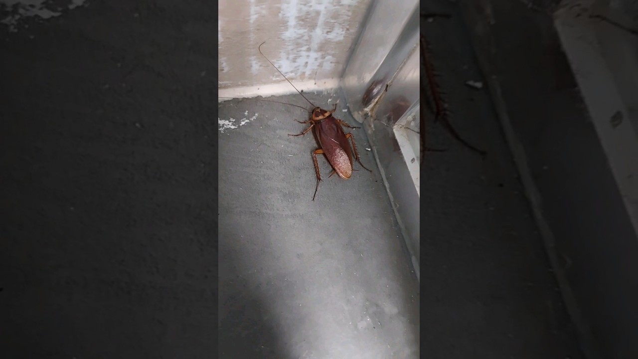 Big flying cockroach in Australian bathroom :) #cockroach #wildlife