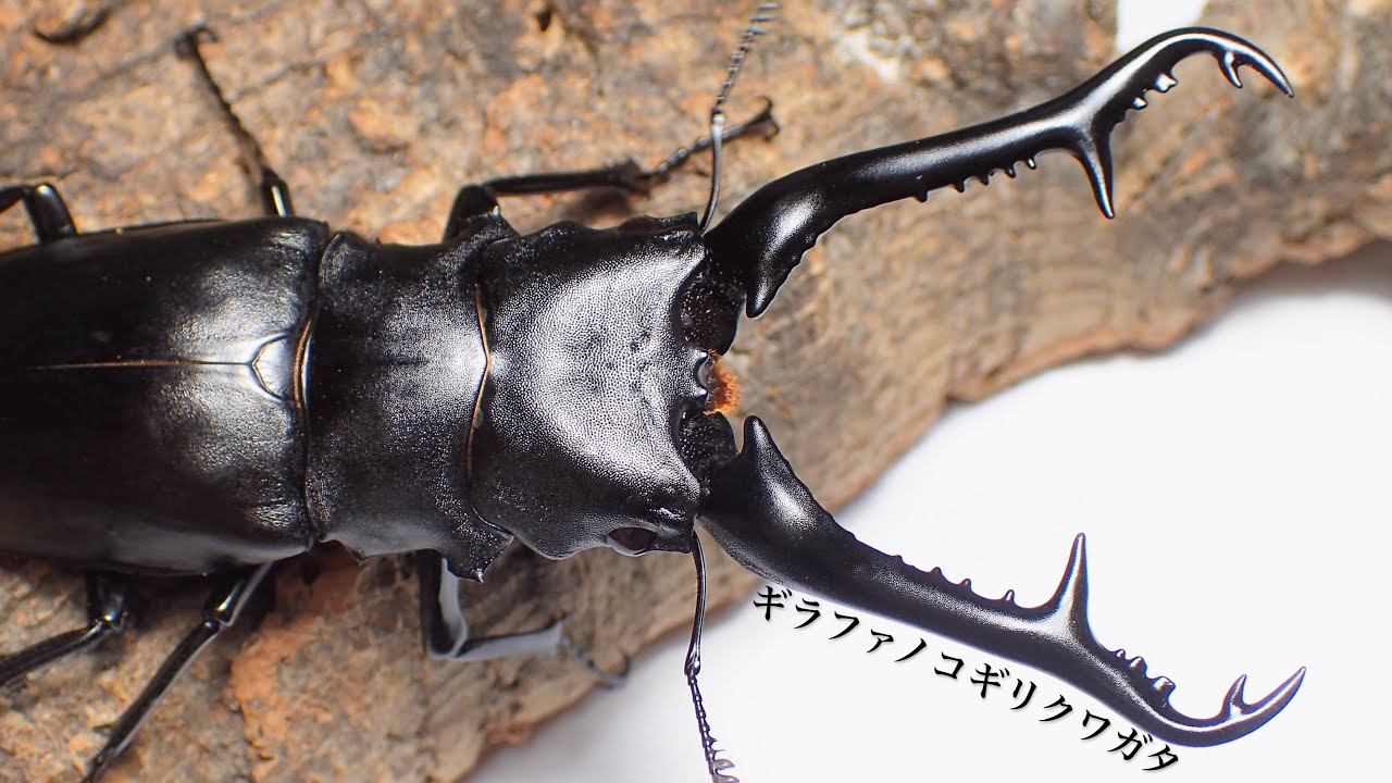 【世界最大】ギラファノコギリクワガタの繁殖方法 産卵セット【クワガタ飼育】