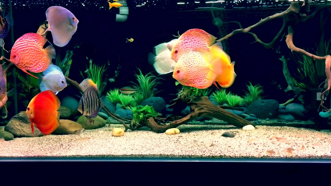 Discus Tank update 2015
