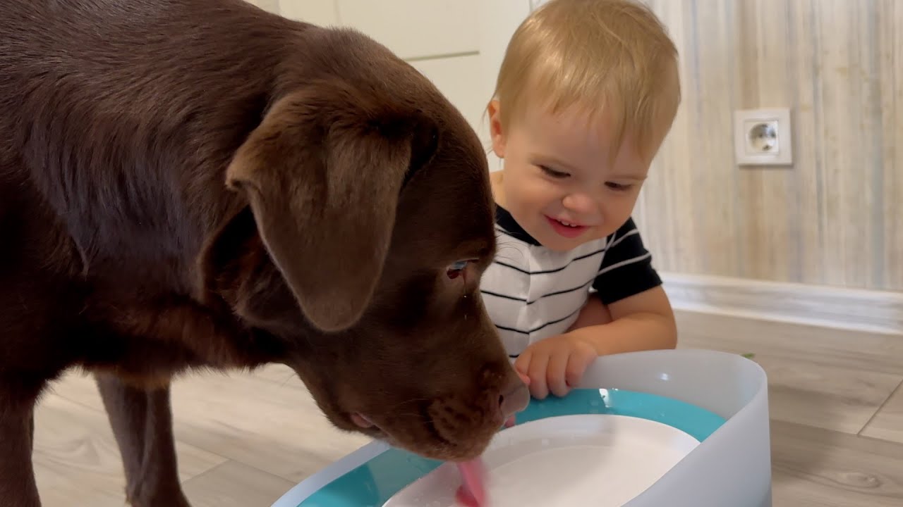 Adorable Baby Hydrates Dog After Hot Summer Run! Cutest Moment!