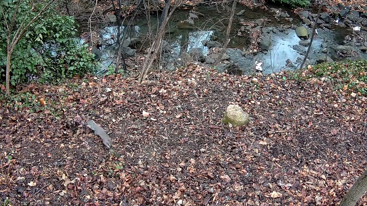 rain day 1/10/2026