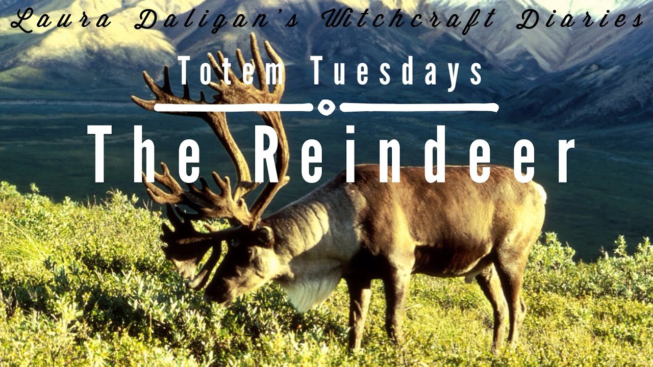 Totem T̶u̶e̶s̶d̶a̶y̶ THURSDAY: The Reindeer ★ Witchcraft Diaries