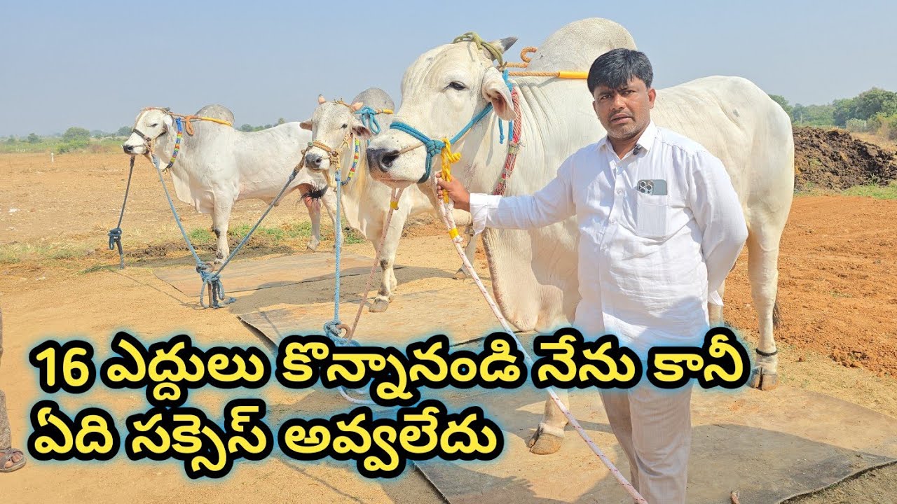 ఈ ఒంగోలు జాతి పశు పోషణలోకి వస్తాను అని అనుకోలేదు || maqbool basha interview #ongolebulls