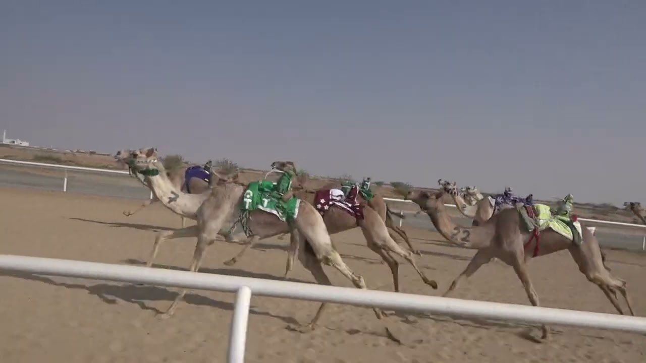 ش11 بكار حقايق 1447/08/18هـ - 2026/02/06م (حدث) بدر عليان محفوظ القويعاني
