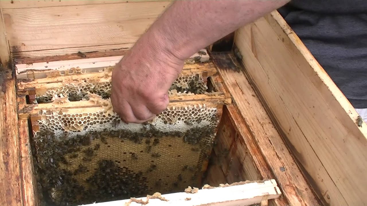 Aromatyzowany kwas mr&oacute;wkowy w żelu Bio Api Aplikacja do ula warszawskiego