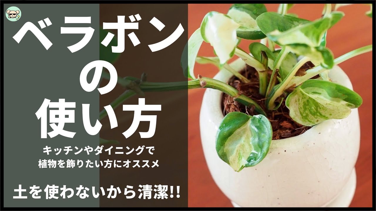 土を使わないで観葉植物を育てる！ベラボンの使い方【ポトスの植え替え】