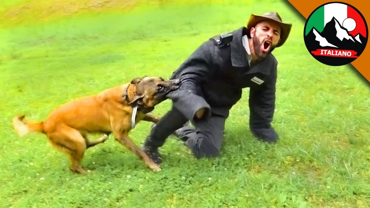 Morsi potenti! Attacco di un K9 Malinois 🐕💥 | Brave Wilderness Italiano #k9malinois