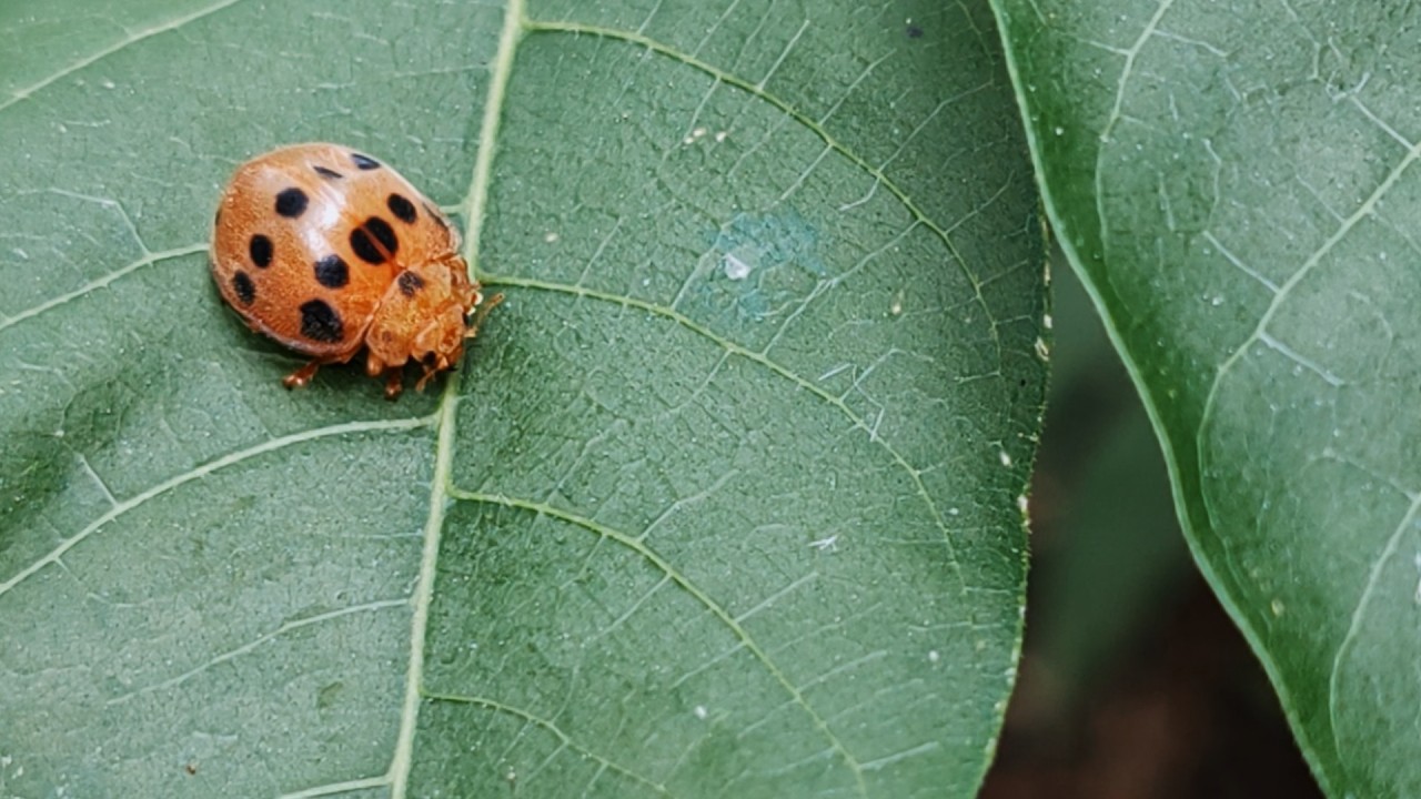 Leaf-Feeding Lady Beetle | Epilachninae in Costa Rica (Slow Nature Observation)