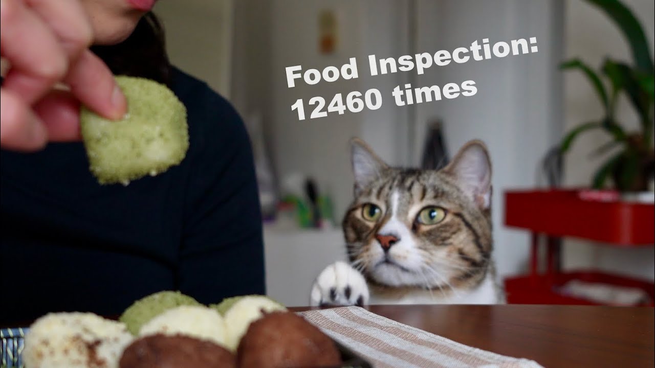 What my cat achieved in 2025