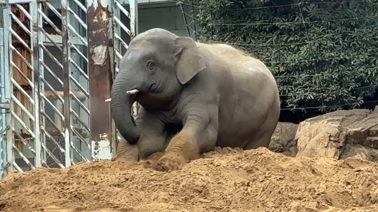 タイヤくんと遊んだ後は砂山で一休みのアルンくん【‎2026年1月28日‎】【上野動物園】アジアゾウ