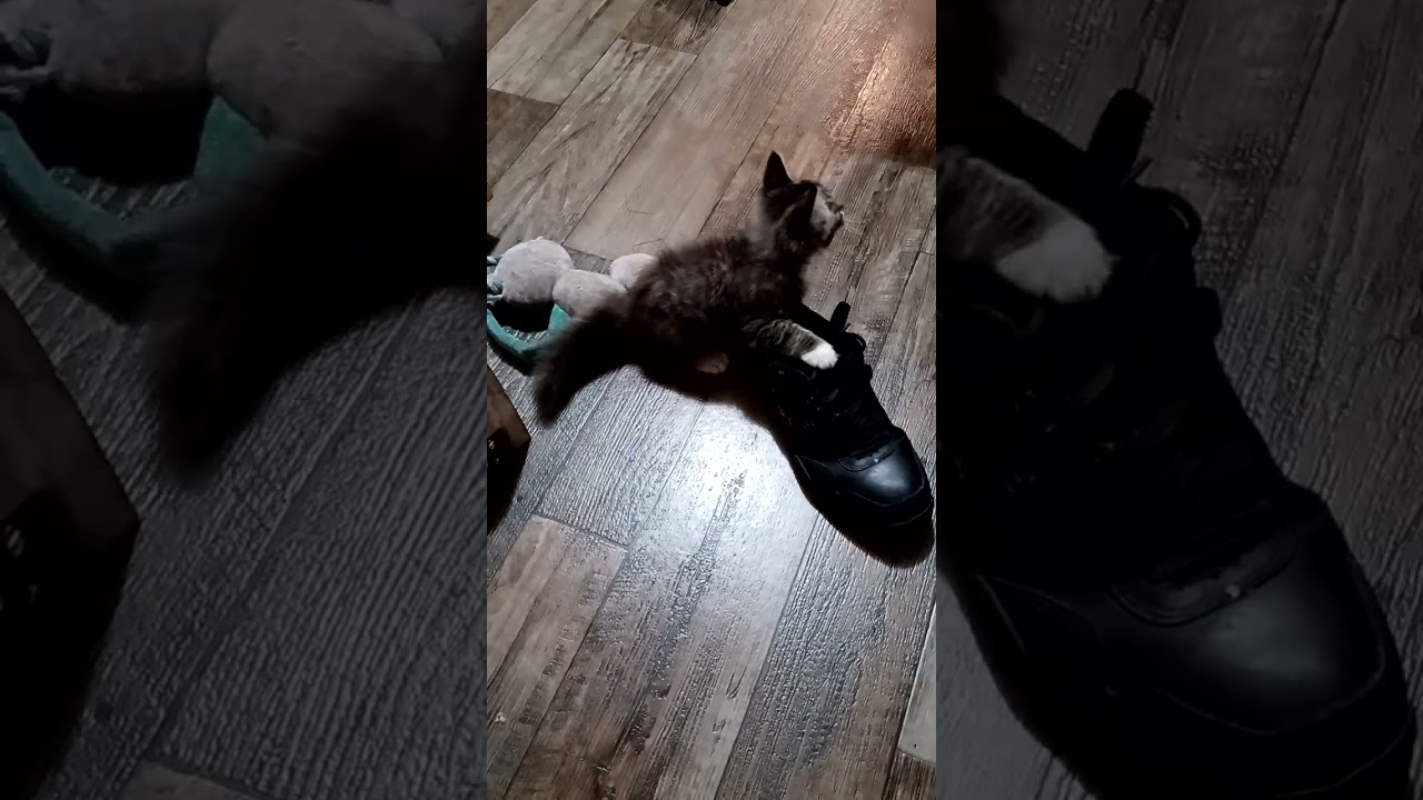 Hissy vs. Lucy’s Broken Toy & The Great Shoe Attack