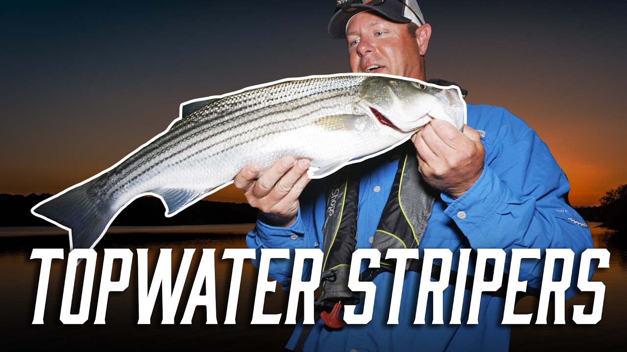 Catching Striped Bass on Topwater During the Shad Spawn!