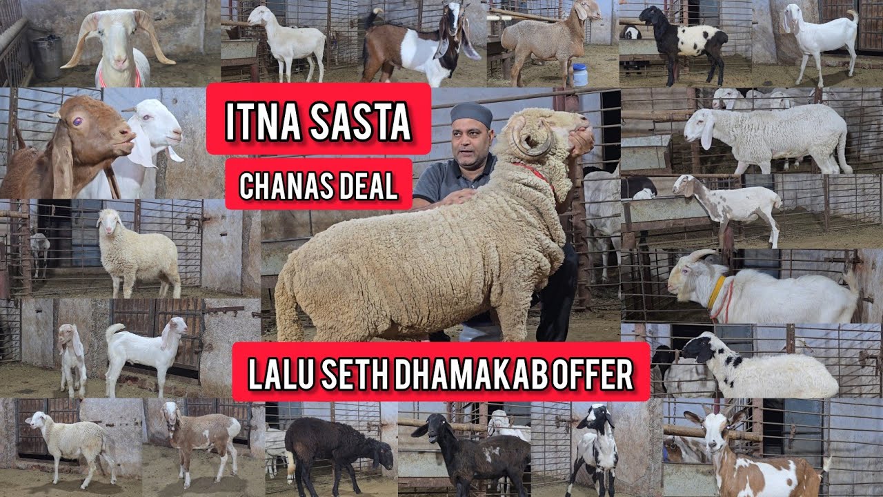 Itna Sasta🔥 Dhamaka Offer😱 Special Chanas😵 Deal Looto Aur Shouk Karo || Lalu Seth Bhiwandi Mumbai ||