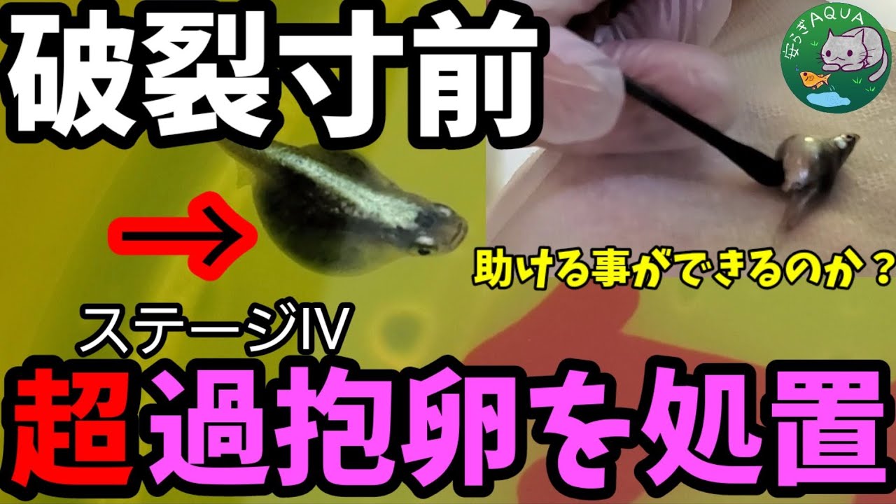 破裂寸前！メダカ過抱卵病の治療方法！肛門付近を綿棒（筆）で刺激とマッサージ処置【卵詰まり】卵を押し出し排出できるのか？それとも破裂してしまうのか？カブキメダカの雌！安らぎAQUAちゃんねる