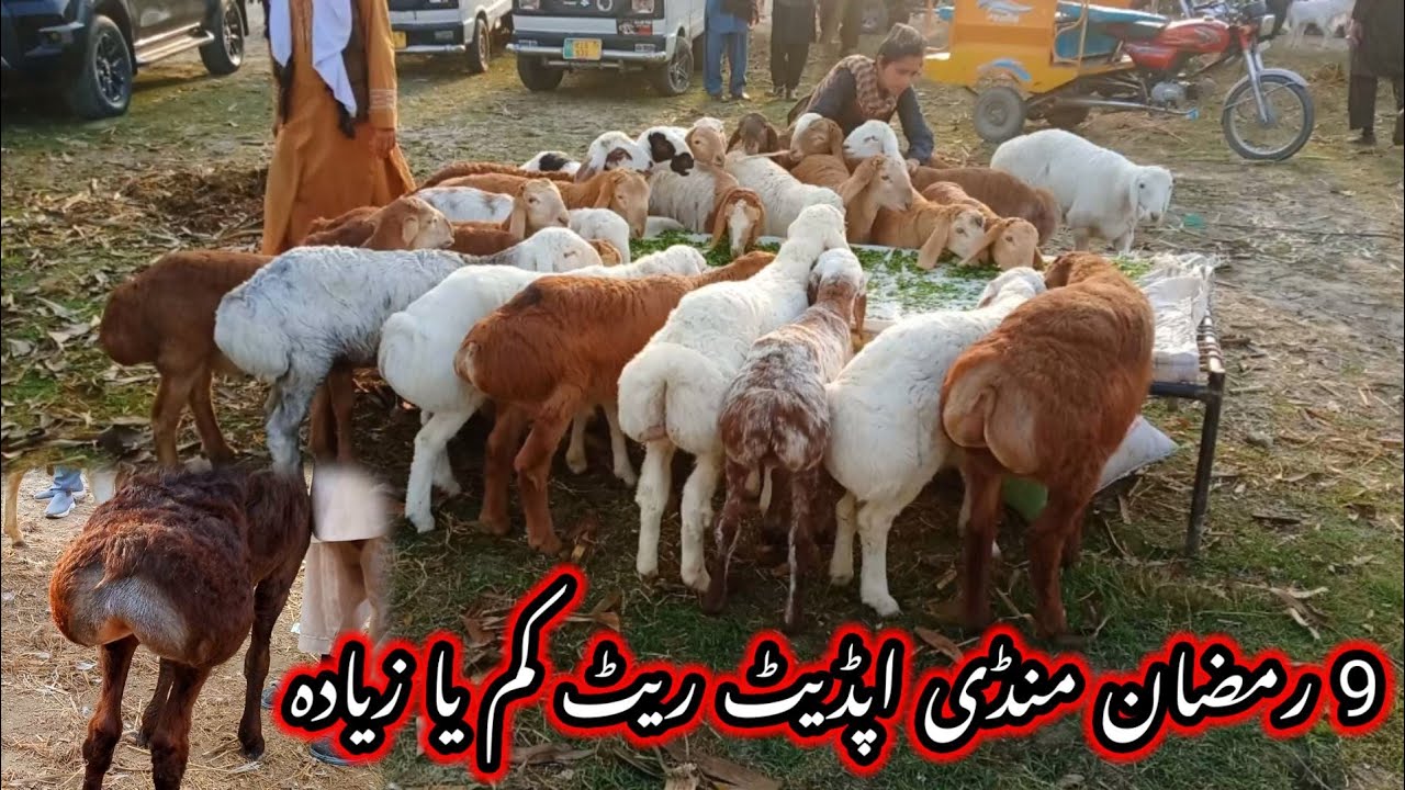 Talagang dumba Mandi/9 Ramzan mandi update/dumba Mandi 27 February new update/