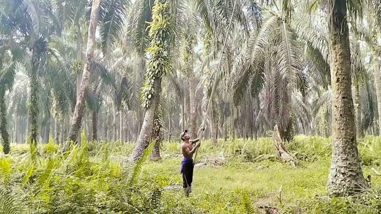 MANEN SAWIT HANYA MENGGUKAN SATU TANGAN