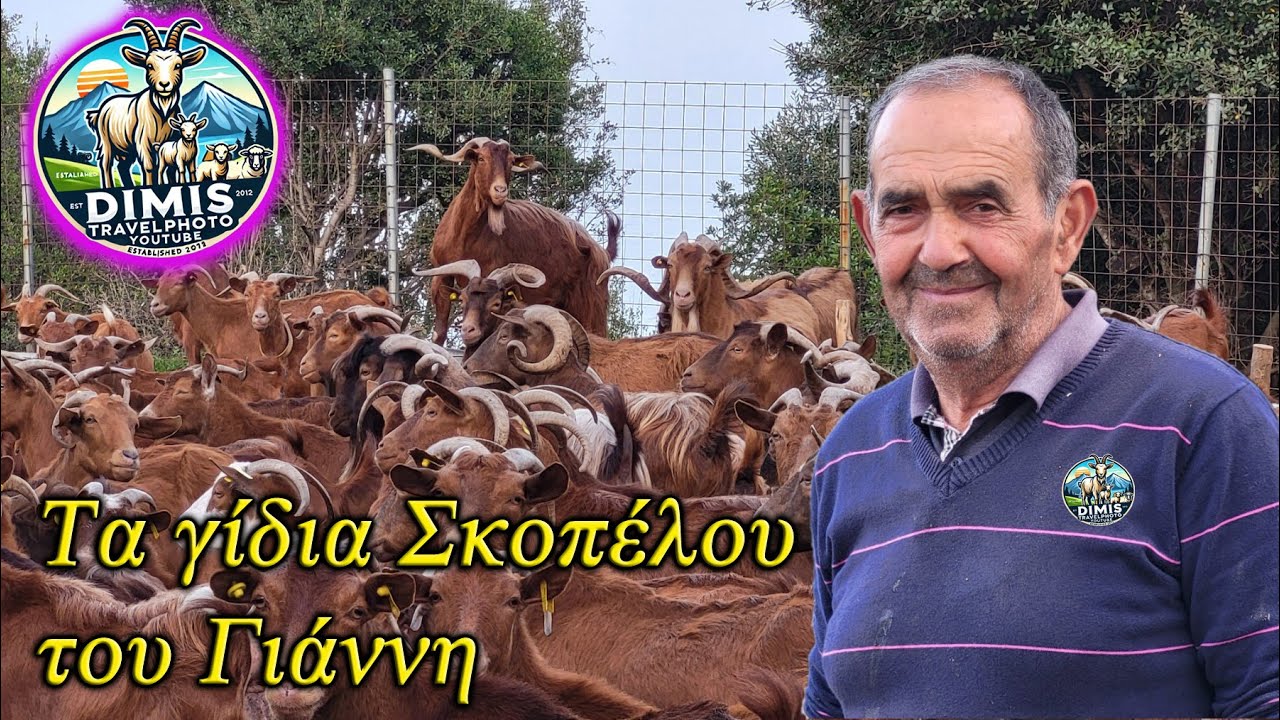 Τα Σκοπελίτικα γίδια του Γιάννη.