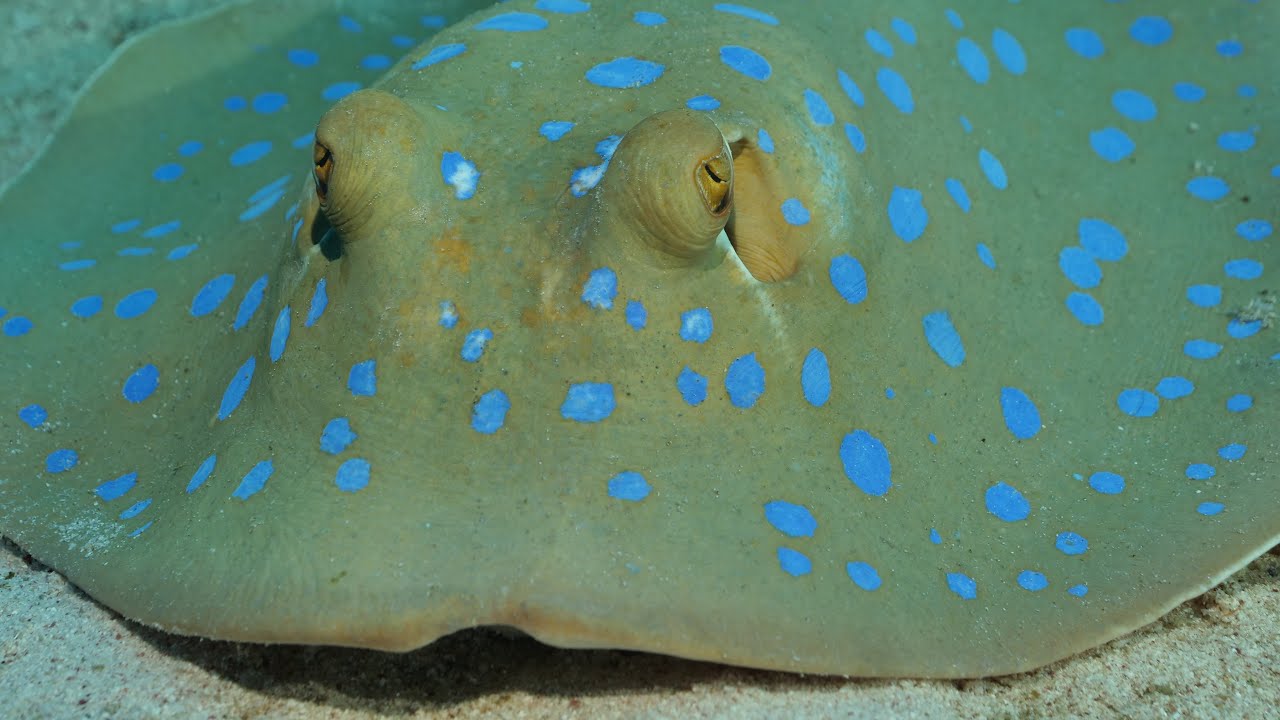 Bluespotted ribbontail stingray  - A closer look
