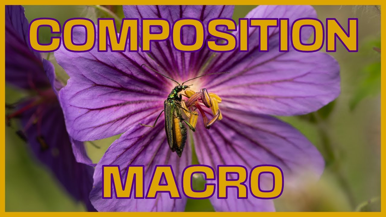 MACRO photographie : Règles simples de COMPOSITION pour des PHOTOS macro réussies!