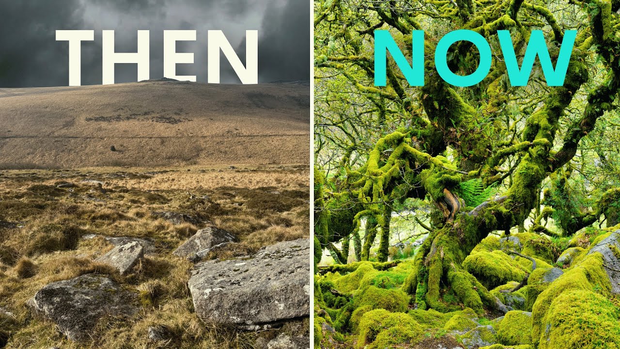 A Bold Solution Restoring Britain's Rainforests