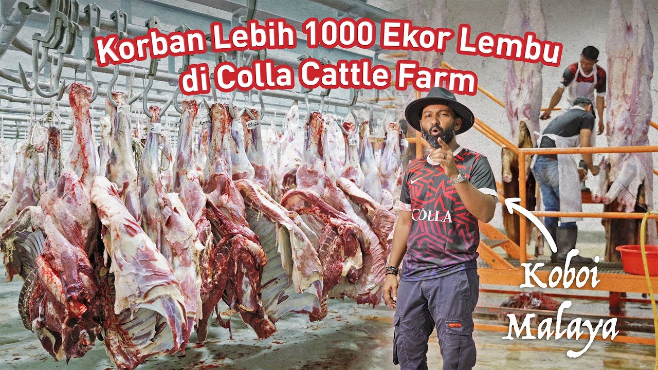 Meriah Ibadah KORBAN di Ladang Lembu & Kambing Terbesar di Malaysia | Colla Cattle Farm
