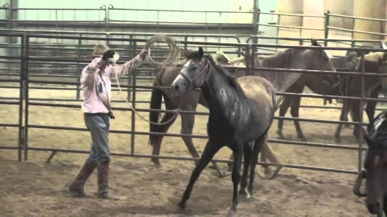 Buster McClaury Training @ Jamison Quarter Horses