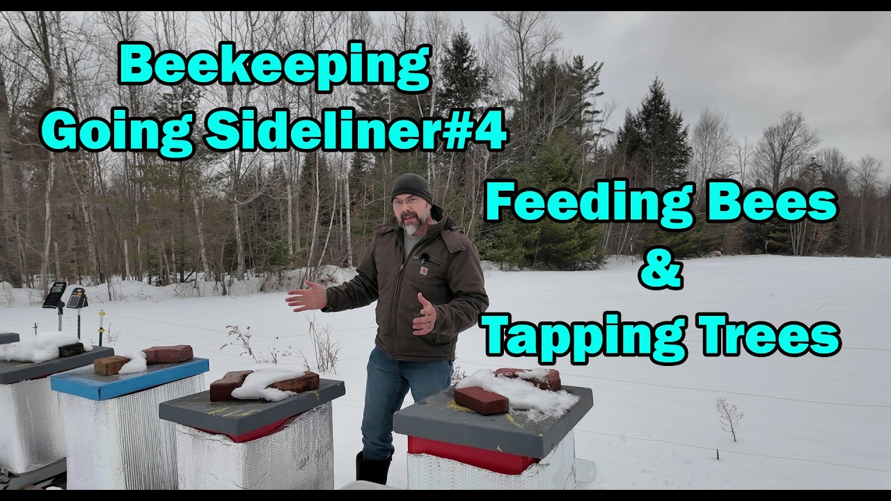 Beekeeping - Going Sideliner #4 - Feeding Bees & Tapping Trees