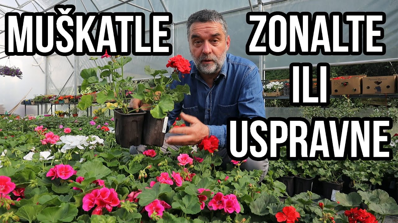 Mu&scaron;katle zonalne ili uspravne
