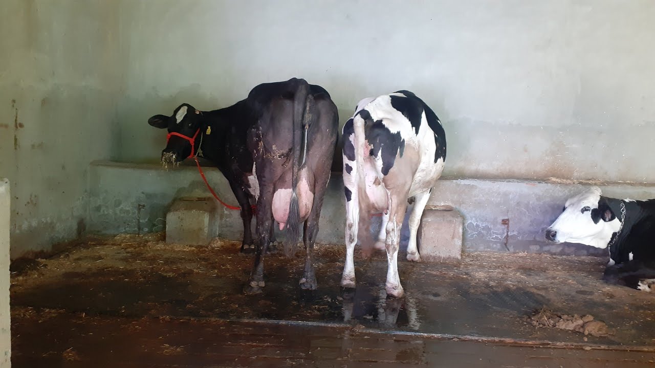 ਦੋ ਗਾਵਾਂ ਵਿਕਾਉ | Two Hf Cows for Sale 