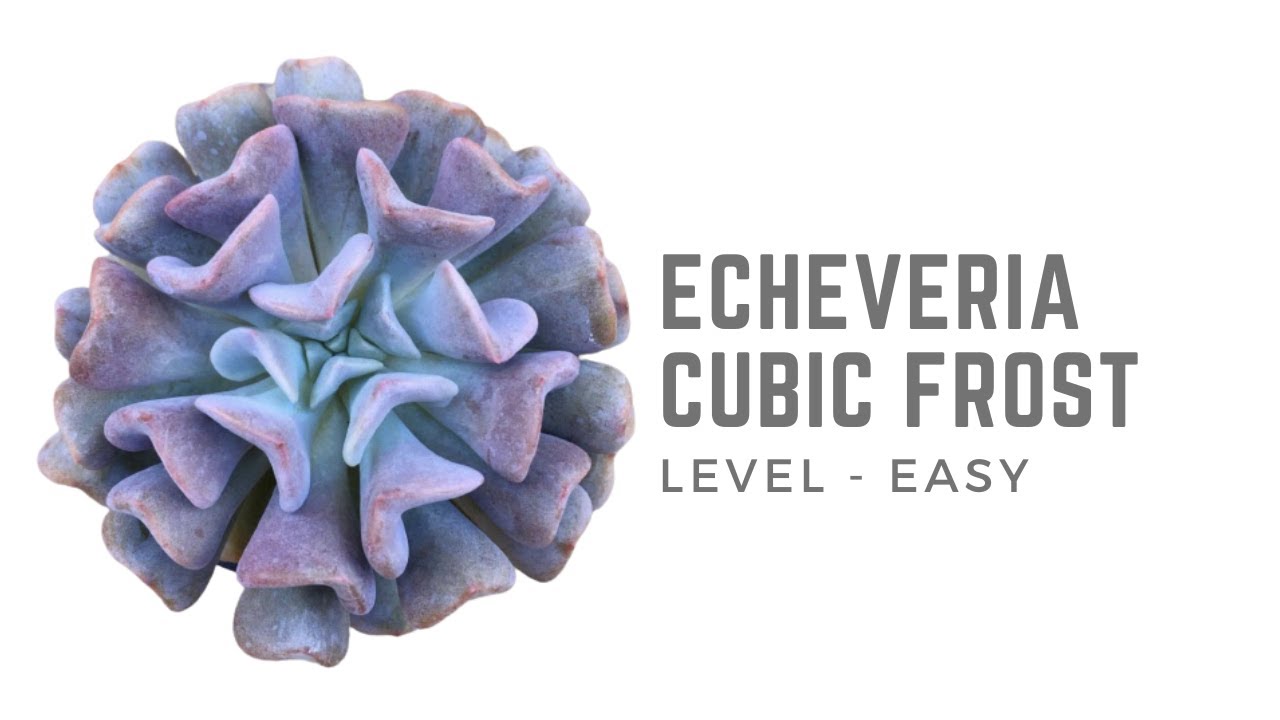 || ECHEVERIA CUBIC FROST ||