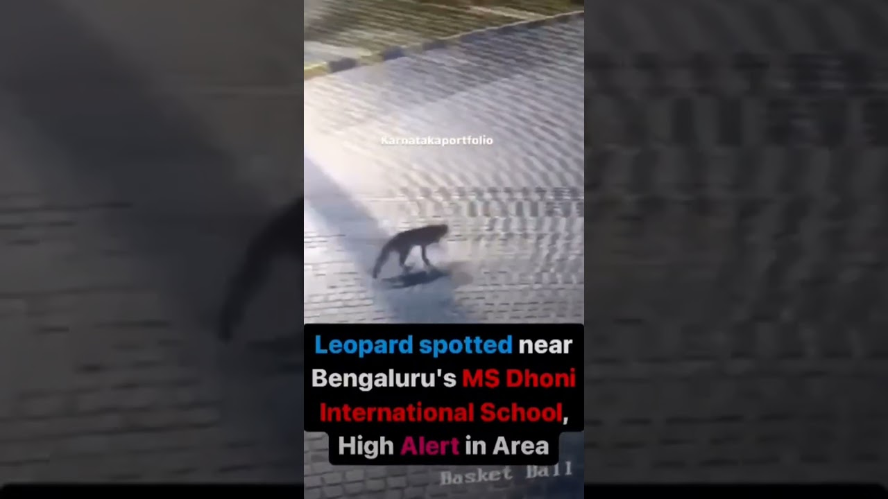 Leopard enters Bengaluru school #bengaluru #shortsvideo
