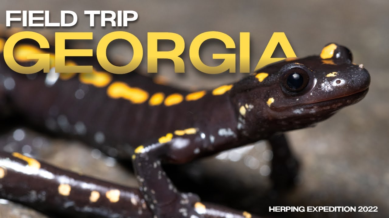 Reptiles & Amphibians of GEORGIA (Herping Trip 2022)