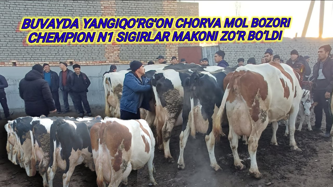YANGIQO'RG'ON CHORVA MOL BOZORI ZO‘R BO‘LDI BUGUN ALBATTA KO‘RING AFSUSLANMAYSIZ 15.02.2026💯🔥🫡🫵👍