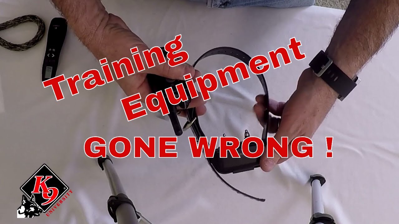 Popular dog-training equipment