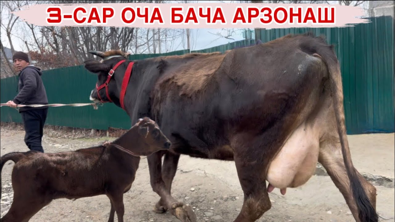 3-САР ОЧА БАЧА АРЗОН БАРОИ МОЛКАРДАН 13 февраля 2026 г.