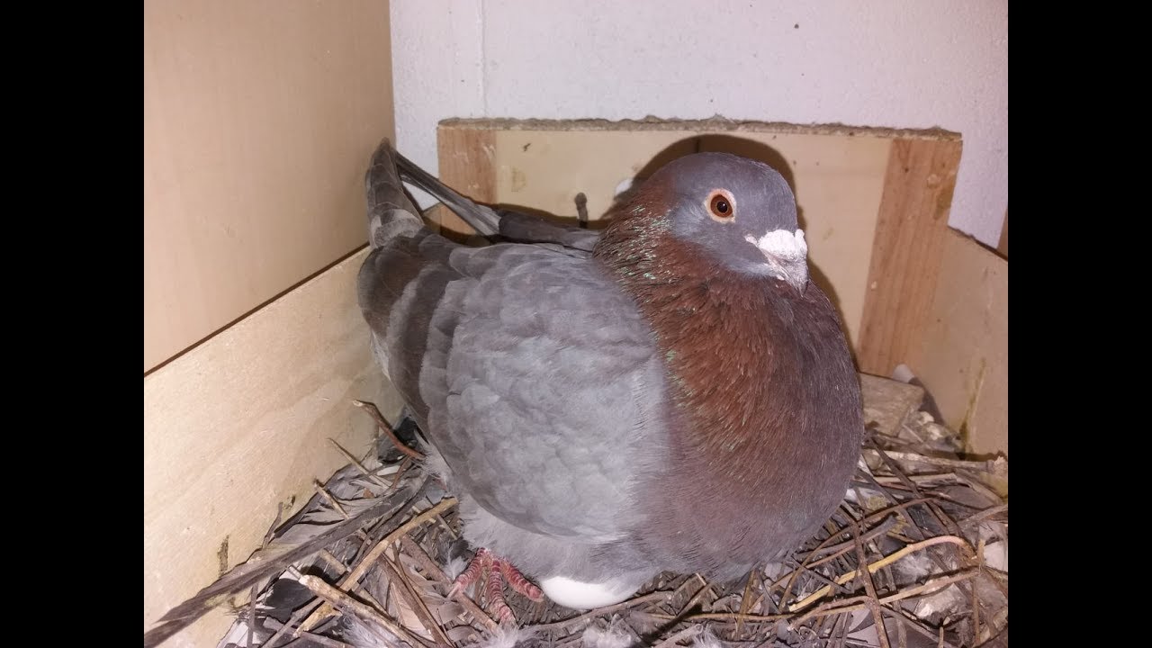 Nidos, pareja y cambio de huevos